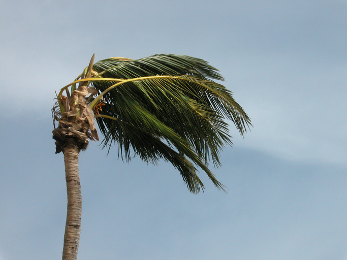 image of palm tree in high wind