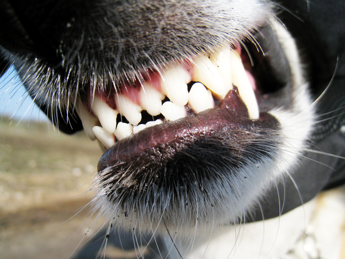 image of dog showing its teeth